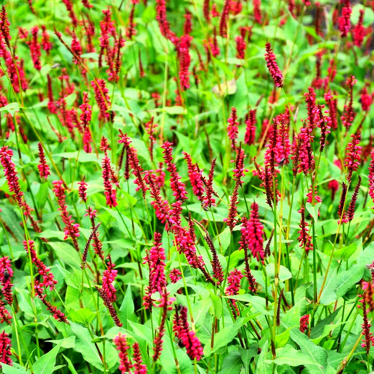 Kerzenknöterich 'Taurus' (Persicaria amplexicaulis)