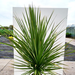 Keulenlilie (Cordyline australis)