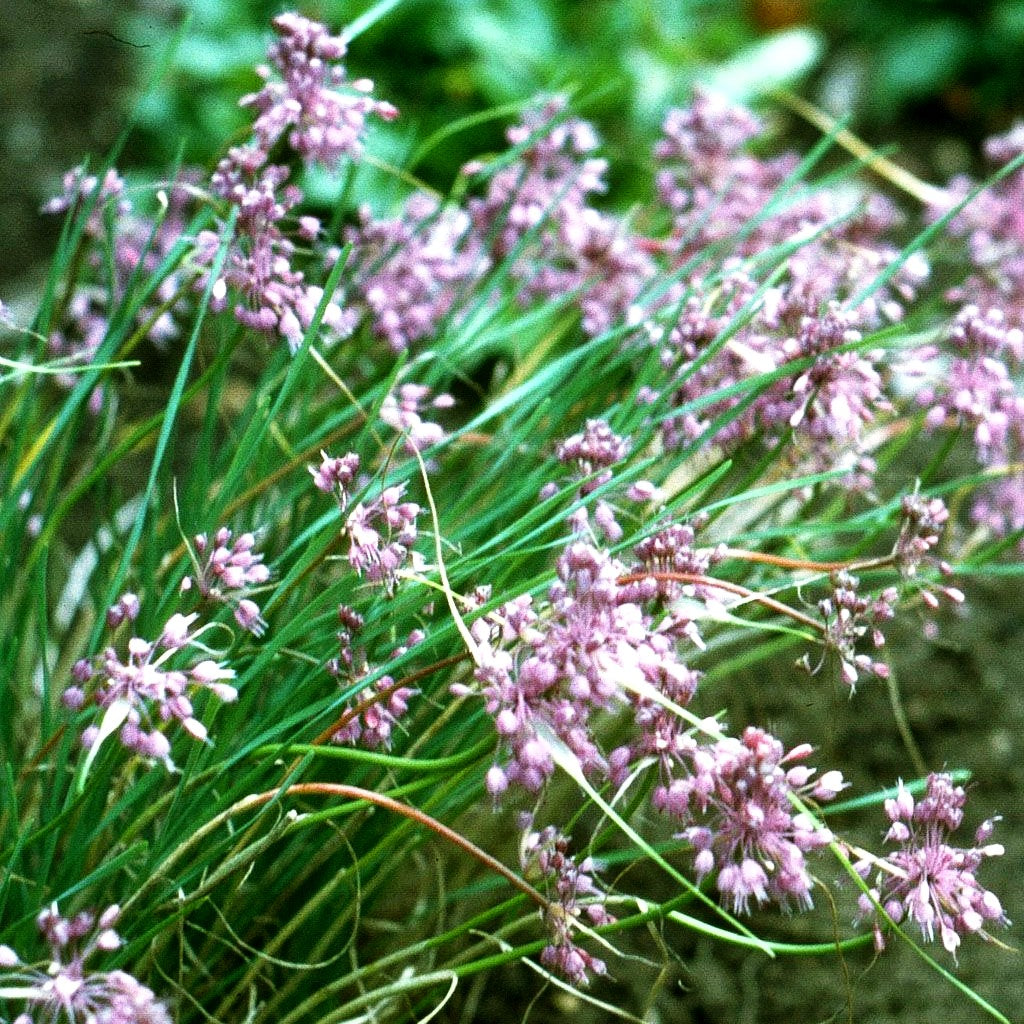 Kiel-Lauch (Allium carinatum ssp.pulchellum)