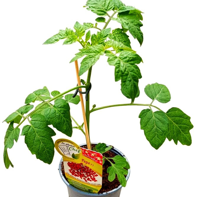 Kirsch-Tomate 'Pepe' (Tomate)
