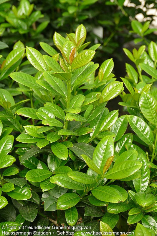 Kirschlorbeer 'Ani' 'Ani' (Prunus lauroc.)