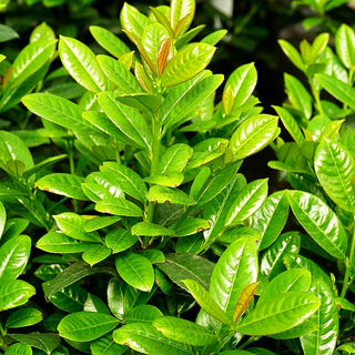 Kirschlorbeer 'Ani' (Prunus lauroc.)