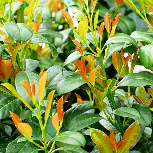 Kirschlorbeer 'Bonaparte' -R- (Prunus lauroc.)