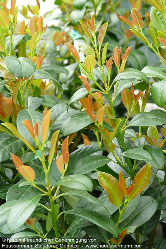 Kirschlorbeer 'Bonaparte'  -R- 'Bonaparte' (Prunus lauroc.)