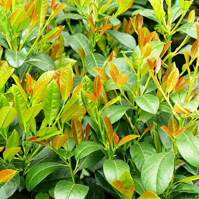 Kirschlorbeer 'Bonaparte' -R- (Prunus lauroc.)