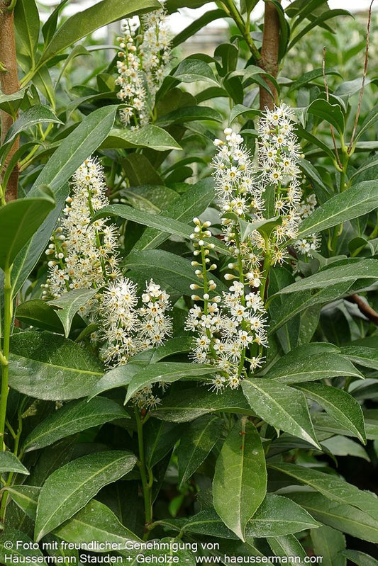 Kirschlorbeer 'Caucasica Fontanette' 'Caucasica Fontanette' (Prunus lauroc.)