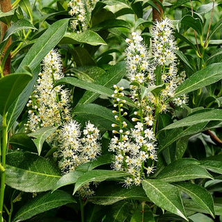Kirschlorbeer 'Caucasica Fontanette' (Prunus lauroc.)