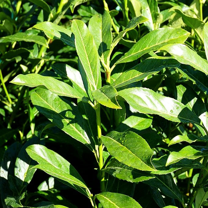 Kirschlorbeer 'Caucasica Fontanette' (Prunus lauroc.)