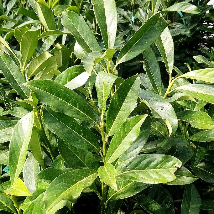 Kirschlorbeer 'Caucasica Fontanette' (Prunus lauroc.)