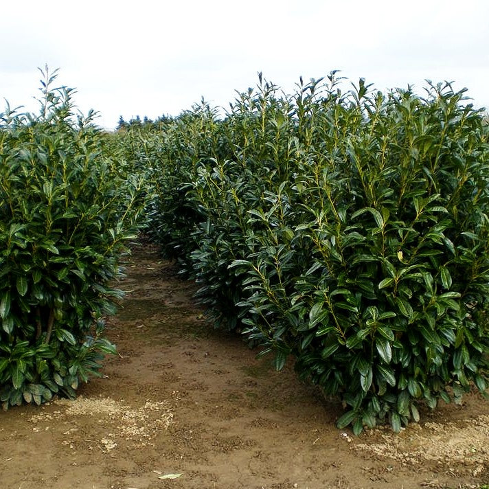Kirschlorbeer 'Caucasica' (Prunus lauroc.)