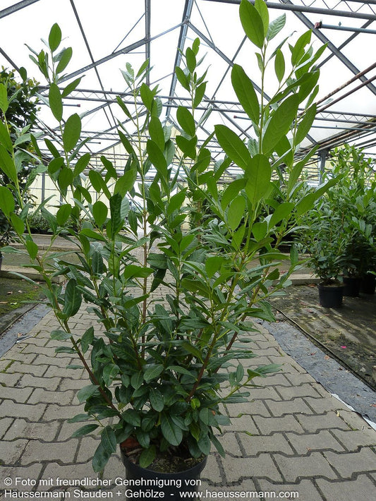 Kirschlorbeer 'Diana' 'Diana' (Prunus lauroc.)