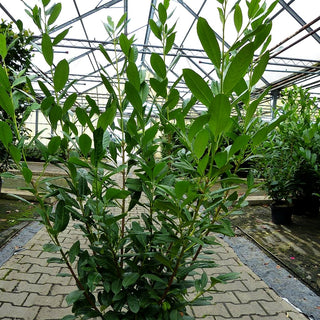 Kirschlorbeer 'Diana' (Prunus lauroc.)