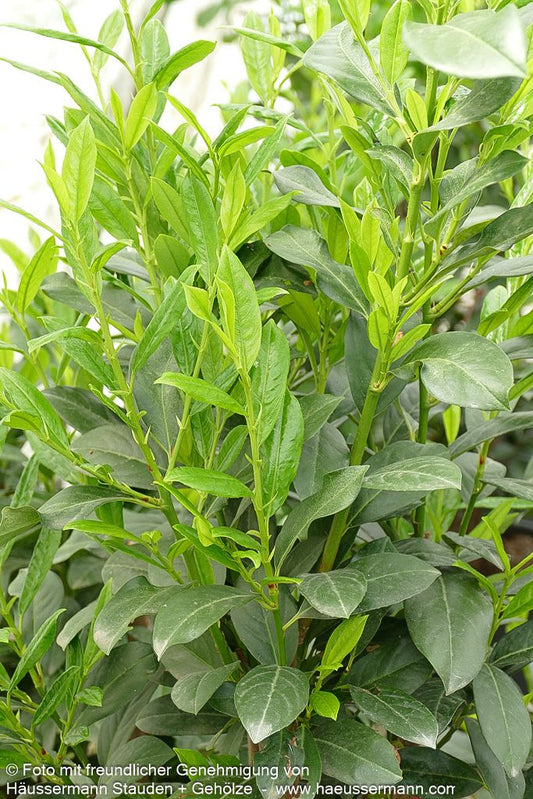 Kirschlorbeer 'Elly'  -R- 'Elly' (Prunus lauroc.)