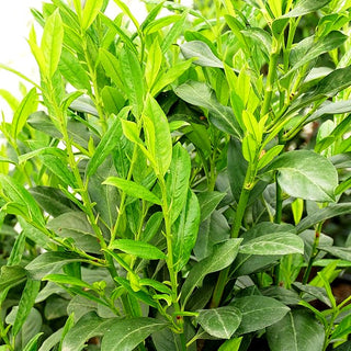 Kirschlorbeer 'Elly' -R- (Prunus lauroc.)