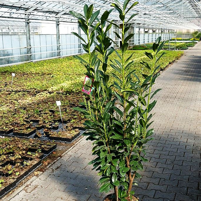 Kirschlorbeer 'Elly' -R- (Prunus lauroc.)