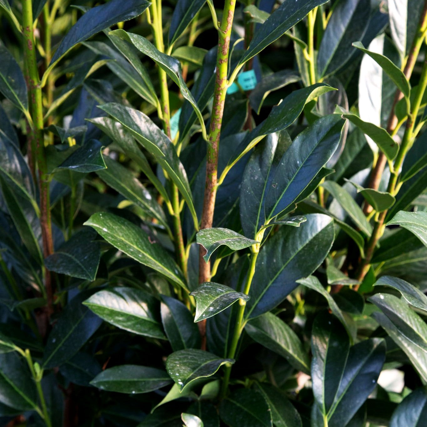 Kirschlorbeer 'Elly' -R- (Prunus lauroc.)