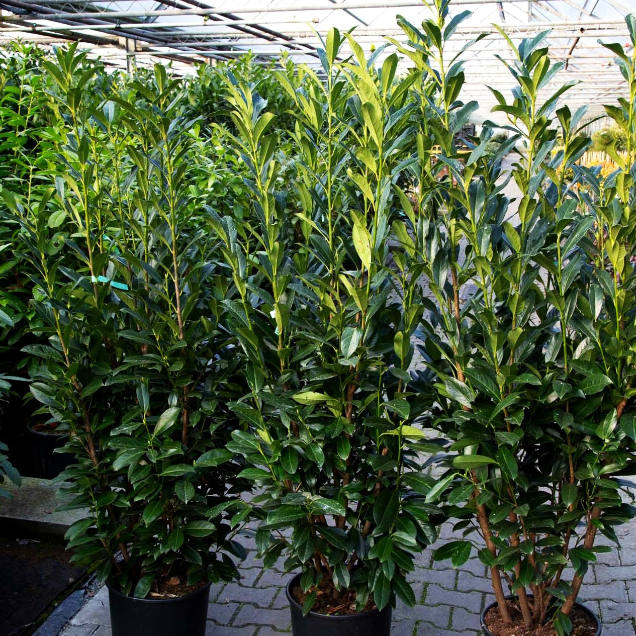 Kirschlorbeer 'Elly' -R- (Prunus lauroc.)