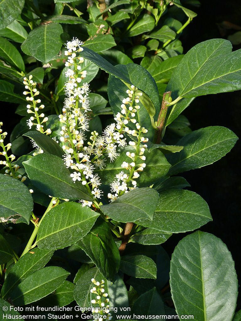 Kirschlorbeer 'Etna'  -R- 'Etna' (Prunus lauroc.)