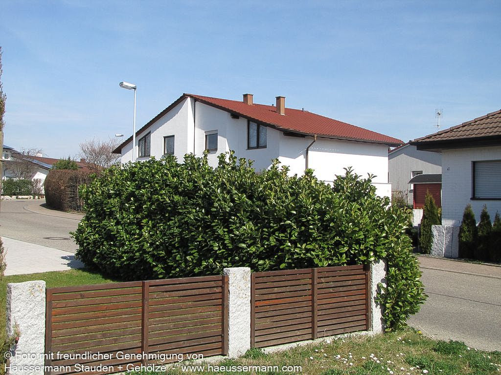 Kirschlorbeer 'Etna'  -R- 'Etna' (Prunus lauroc.)