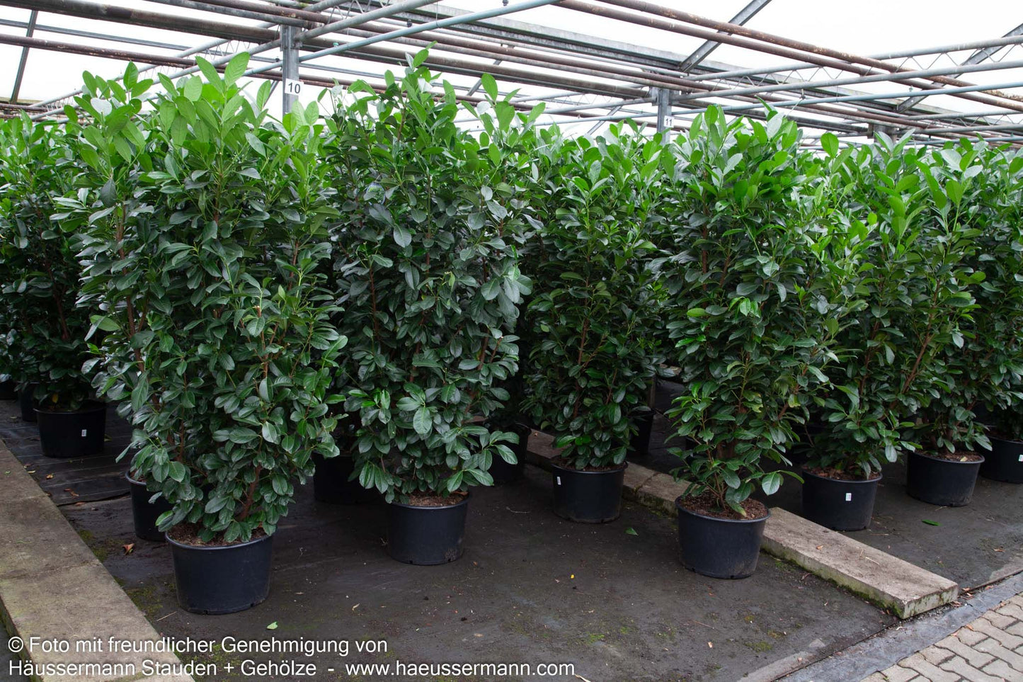 Kirschlorbeer 'Etna'  -R- 'Etna' (Prunus lauroc.)