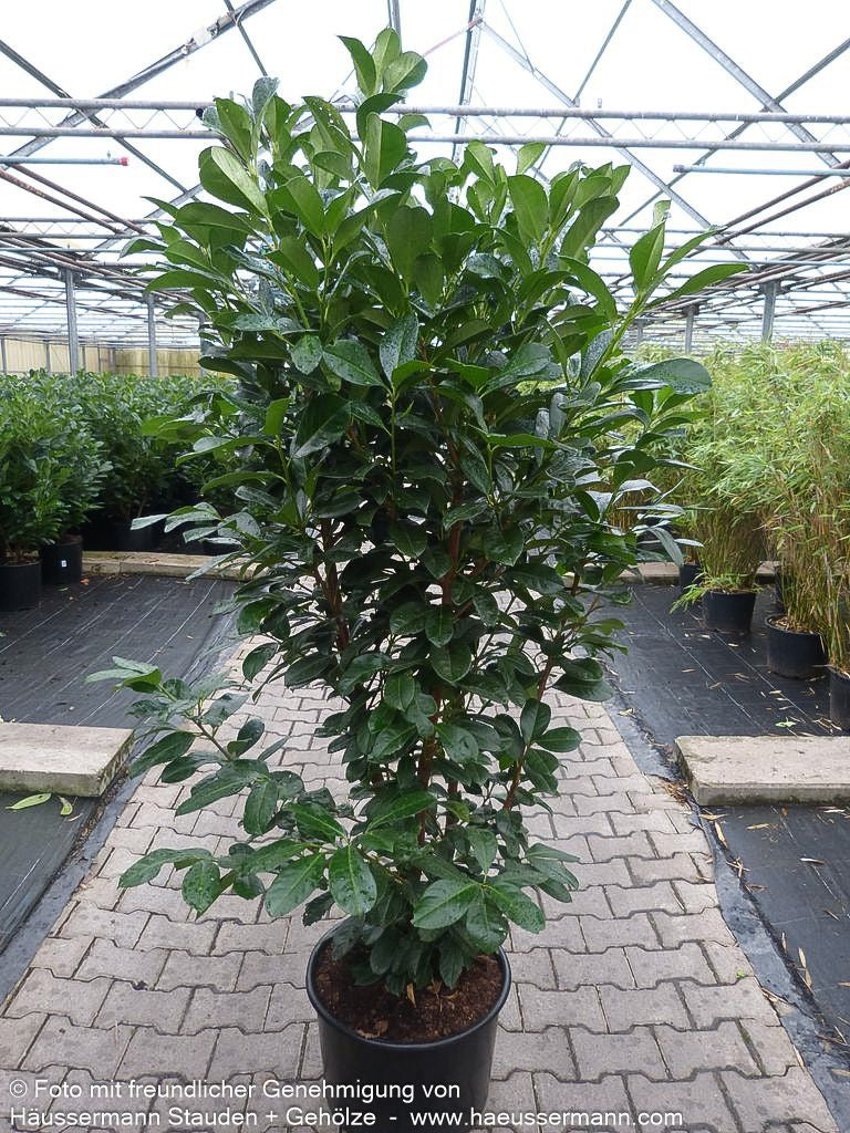 Kirschlorbeer 'Etna'  -R- 'Etna' (Prunus lauroc.)