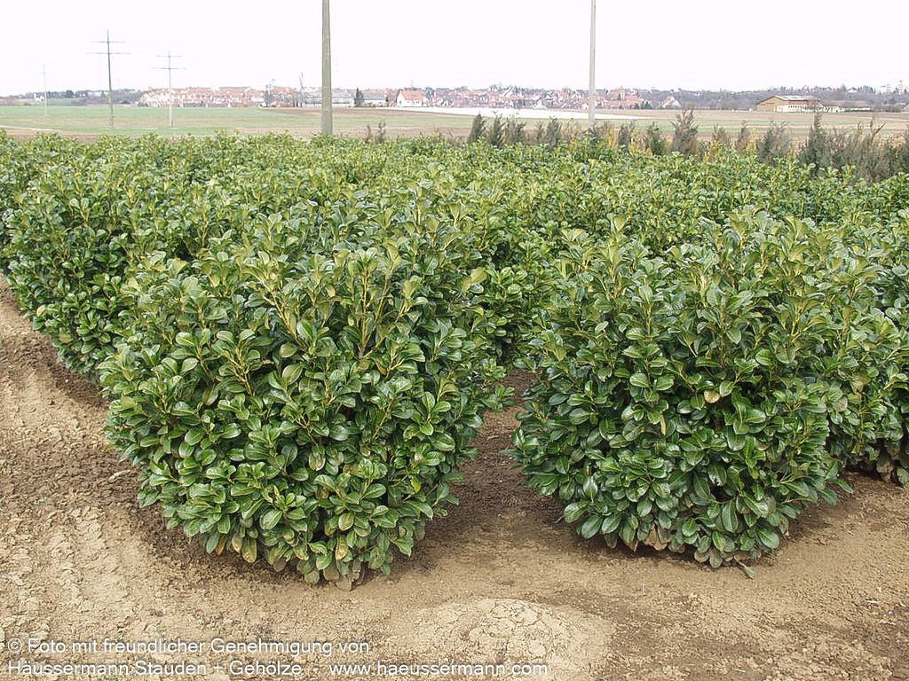 Kirschlorbeer 'Etna'  -R- 'Etna' (Prunus lauroc.)