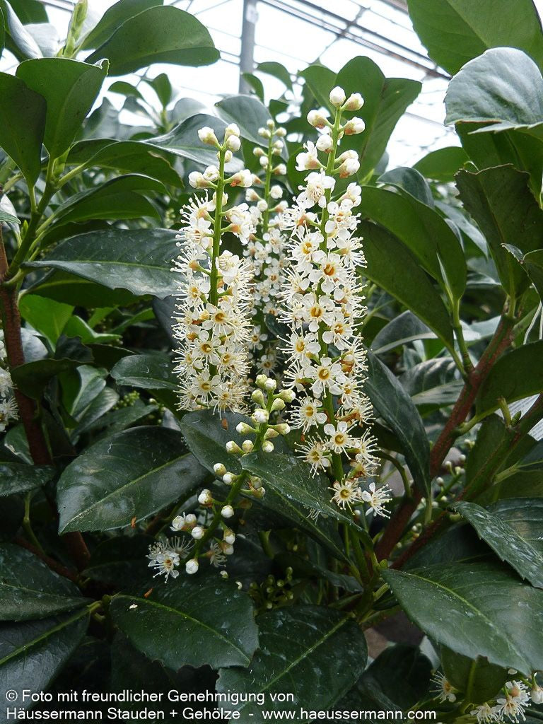 Kirschlorbeer 'Etna'  -R- 'Etna' (Prunus lauroc.)