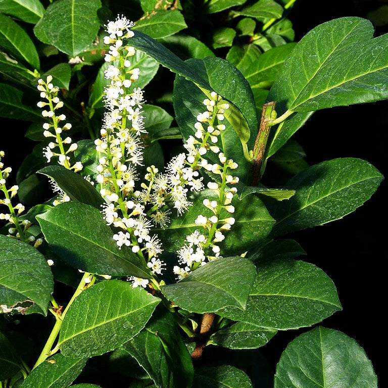 Kirschlorbeer 'Etna' -R- (Prunus lauroc.)