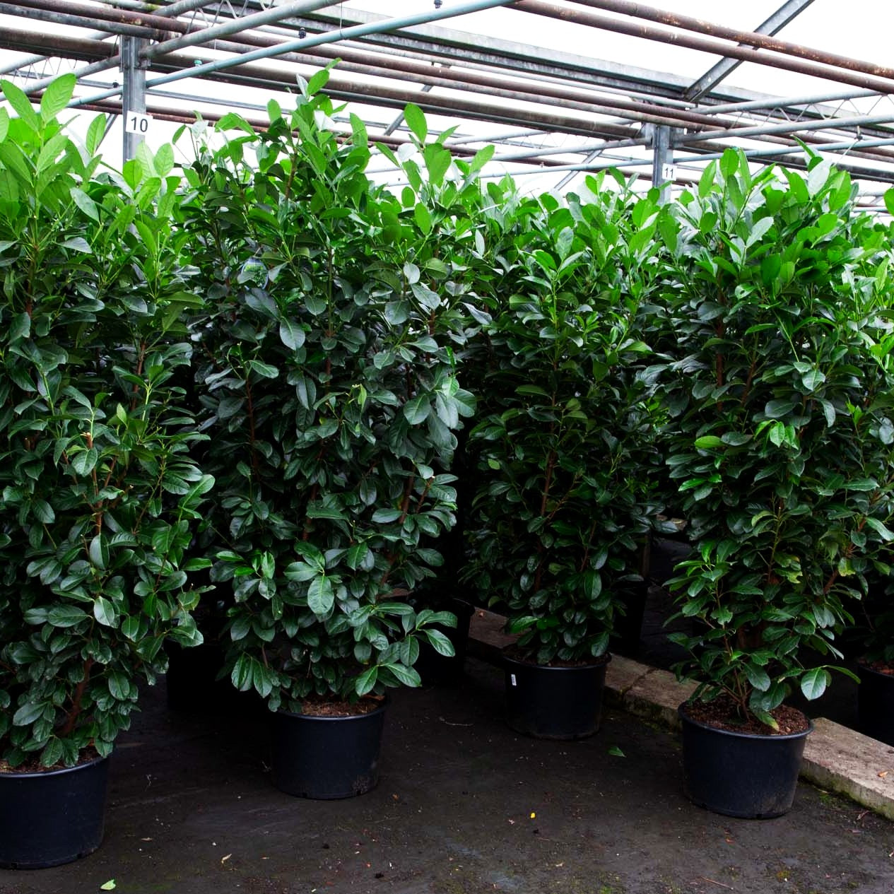 Kirschlorbeer 'Etna' -R- (Prunus lauroc.)