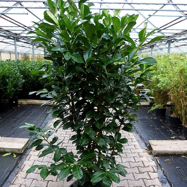 Kirschlorbeer 'Etna' -R- (Prunus lauroc.)