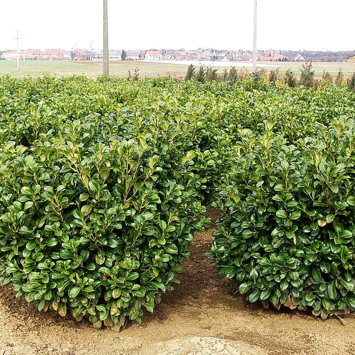 Kirschlorbeer 'Etna' -R- (Prunus lauroc.)