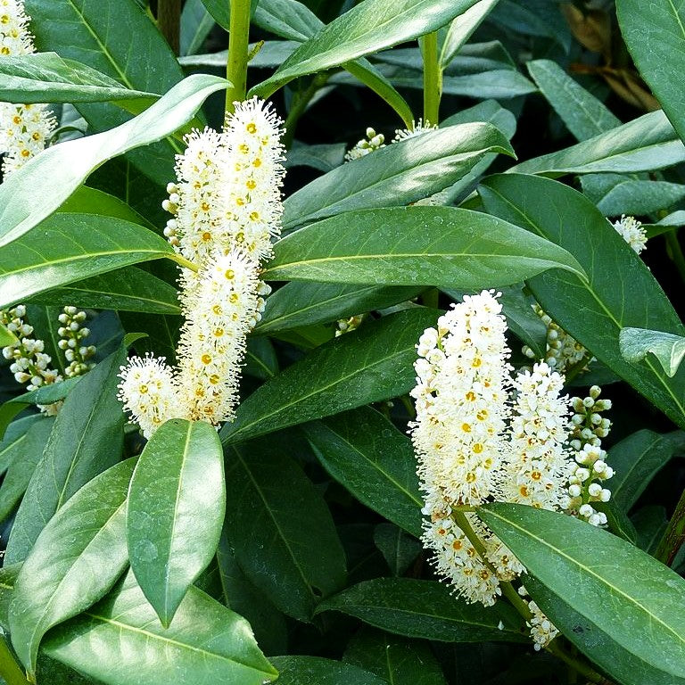 Kirschlorbeer 'Genolia' -R- (Prunus lauroc.)