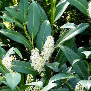 Kirschlorbeer 'Herbergii' (Prunus lauroc.)