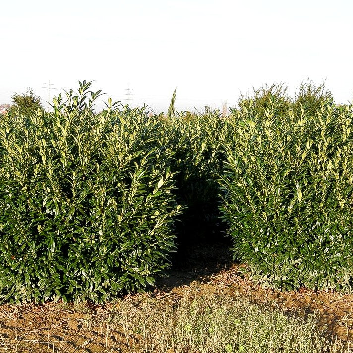 Kirschlorbeer 'Herbergii' (Prunus lauroc.)