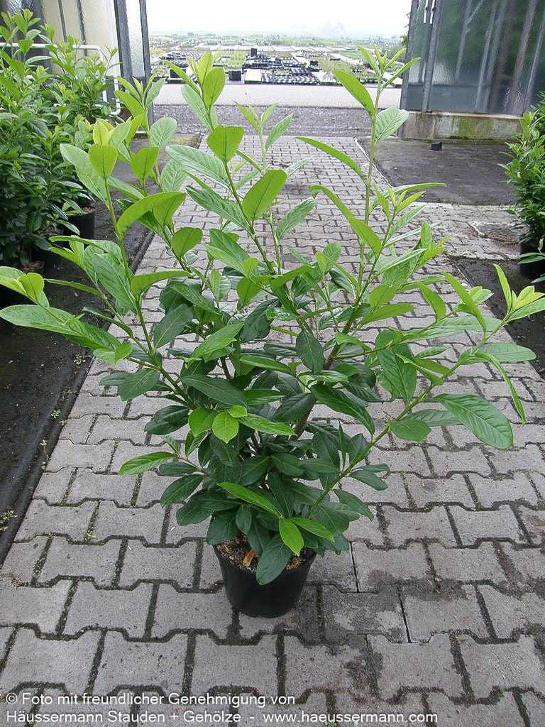 Kirschlorbeer 'Novita' (Prunus lauroc.)