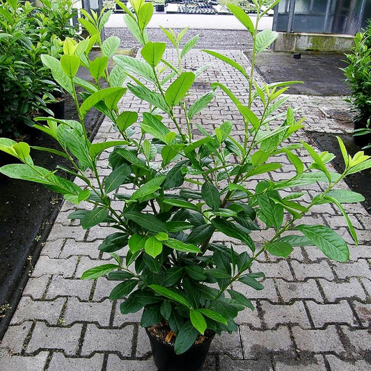 Kirschlorbeer 'Novita' (Prunus lauroc.)
