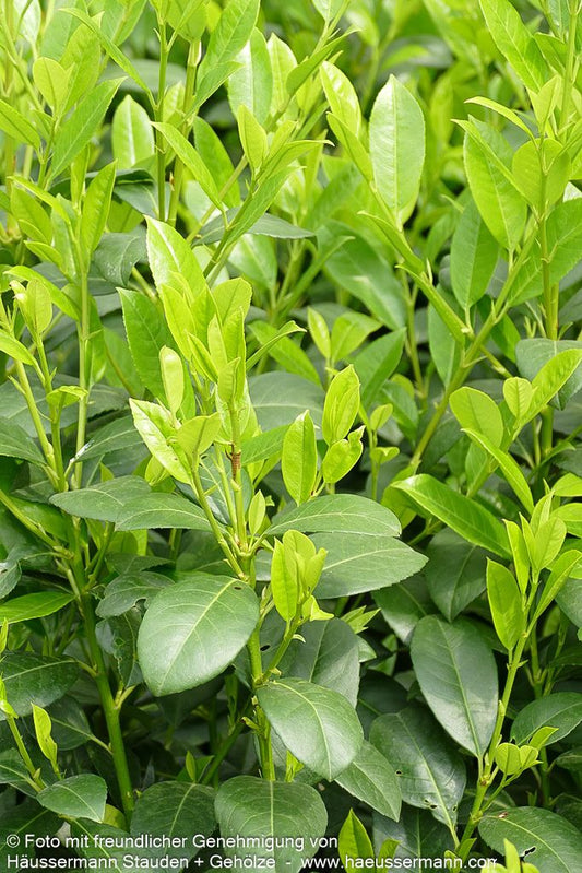 Kirschlorbeer 'Obelisk'  -R- 'Obelisk' (Prunus lauroc.)