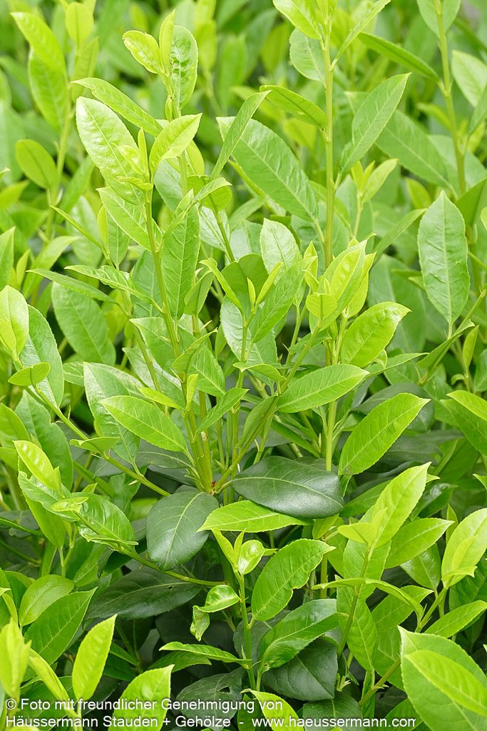 Kirschlorbeer 'Obelisk'  -R- 'Obelisk' (Prunus lauroc.)