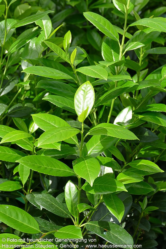 Kirschlorbeer 'Obelisk'  -R- 'Obelisk' (Prunus lauroc.)