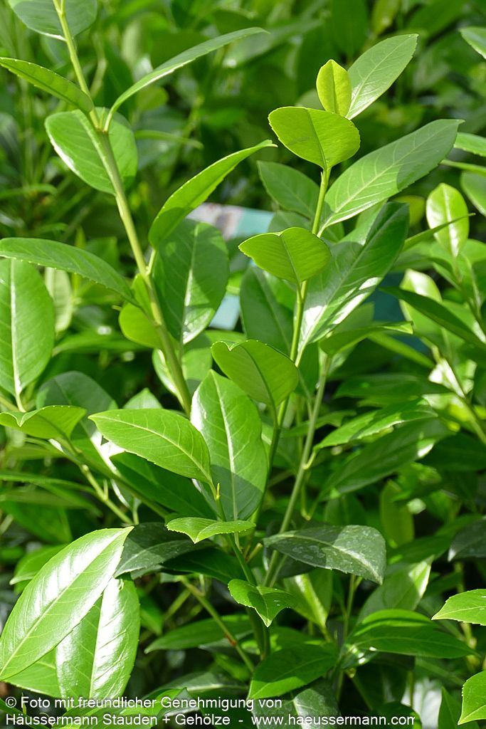 Kirschlorbeer 'Obelisk'  -R- 'Obelisk' (Prunus lauroc.)