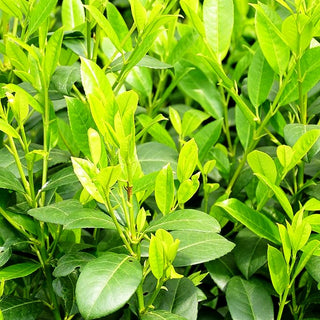 Kirschlorbeer 'Obelisk' -R- (Prunus lauroc.)