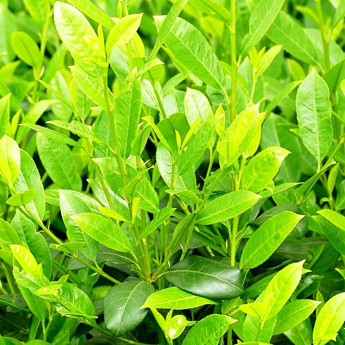 Kirschlorbeer 'Obelisk' -R- (Prunus lauroc.)