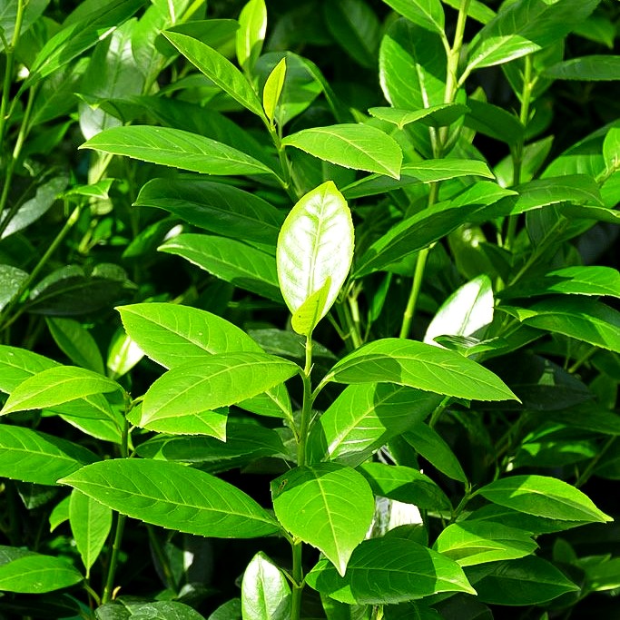 Kirschlorbeer 'Obelisk' -R- (Prunus lauroc.)