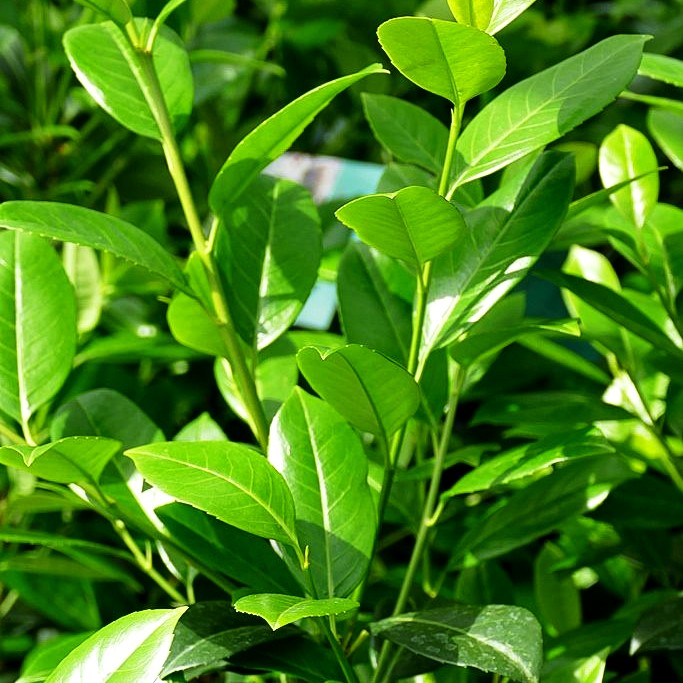 Kirschlorbeer 'Obelisk' -R- (Prunus lauroc.)