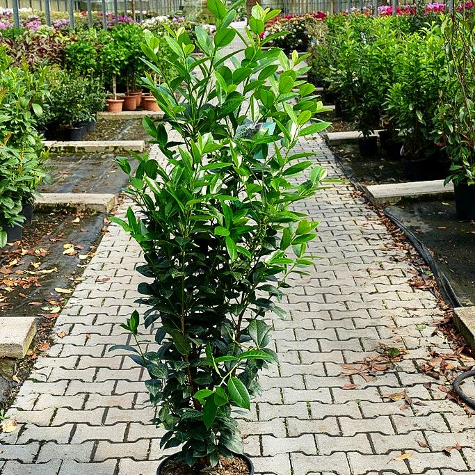 Kirschlorbeer 'Obelisk' -R- (Prunus lauroc.)