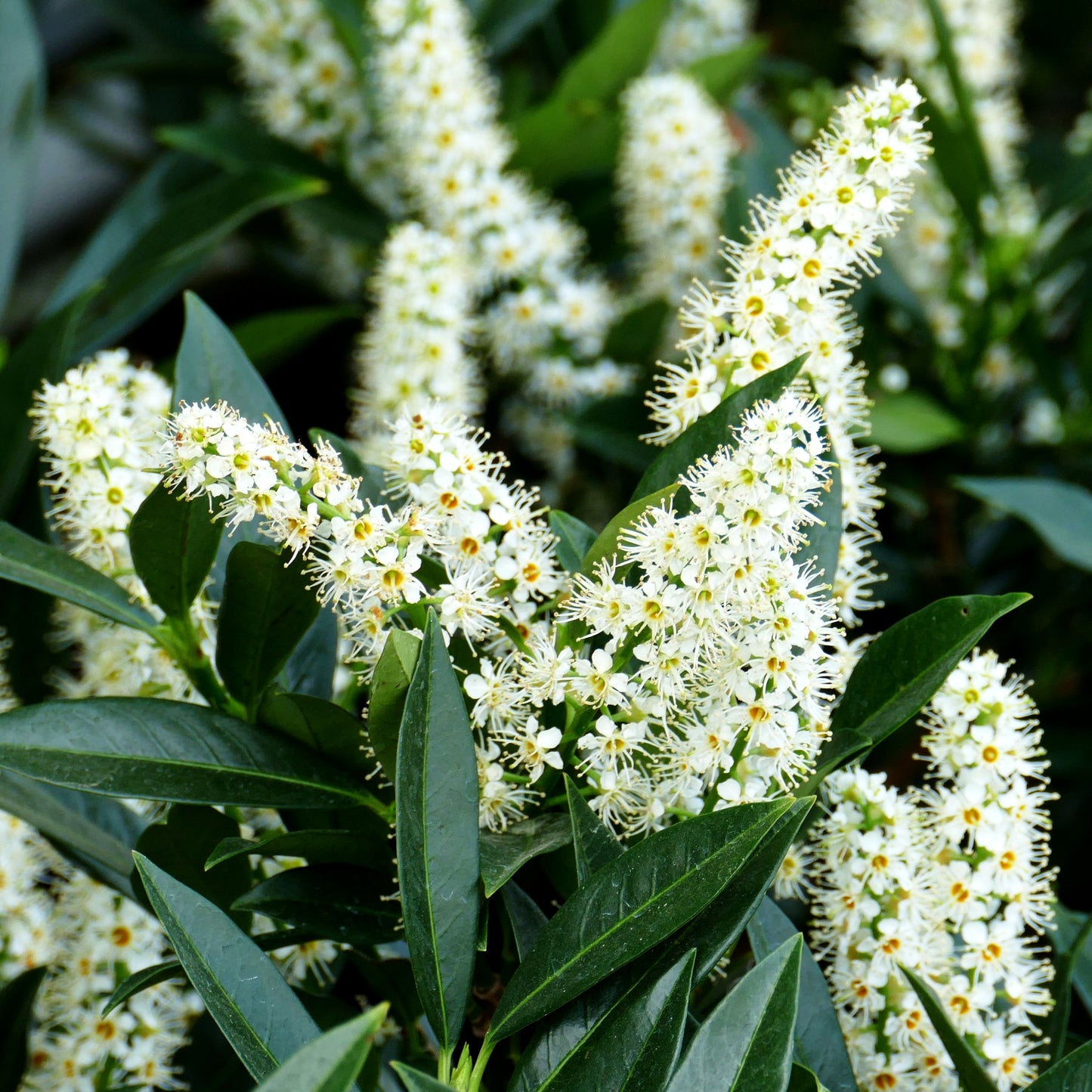 Kirschlorbeer 'Otto Luyken' (Prunus lauroc.)