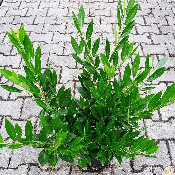 Kirschlorbeer 'Otto Luyken' (Prunus lauroc.)