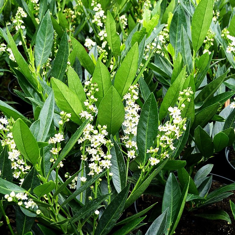 Kirschlorbeer 'Otto Luyken' (Prunus lauroc.)