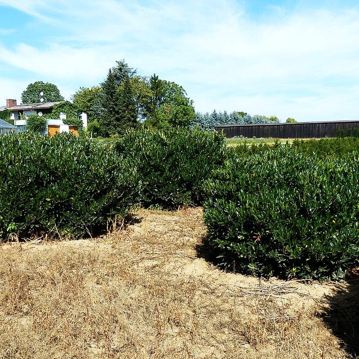 Kirschlorbeer 'Otto Luyken' (Prunus lauroc.)