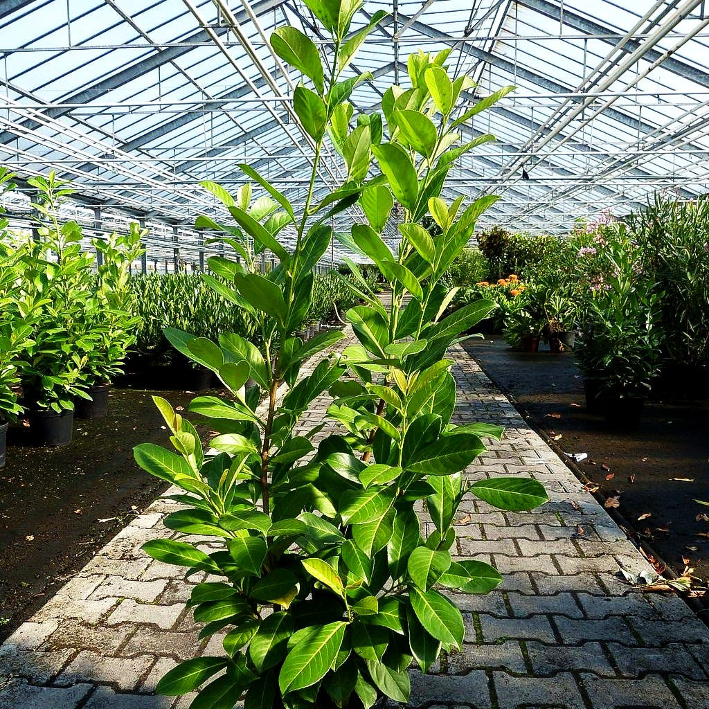 Kirschlorbeer 'Rotundifolia' (Prunus lauroc.)